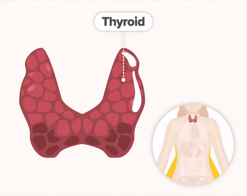 Thyroid & Weight