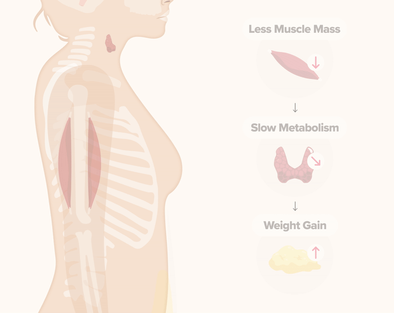 Muscle Mass & Weight